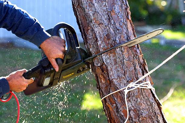 Best Commercial Tree Services  in Jamestown, NC