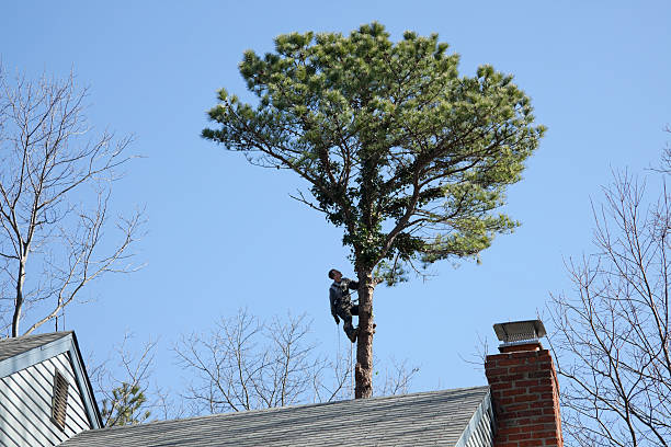 Best Tree Health Inspection  in Jamestown, NC
